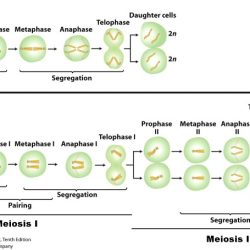 Meiosis vs mitosis worksheet answers