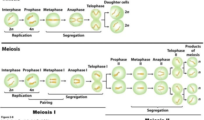 Meiosis vs mitosis worksheet answers