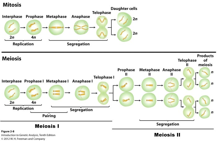 Meiosis vs mitosis worksheet answers