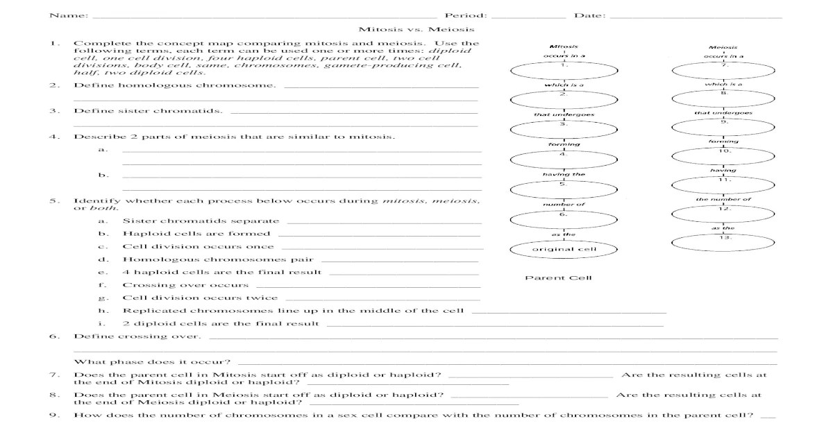 Meiosis vs mitosis worksheet answers