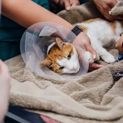 Sedation in veterinary patients in-hospital is