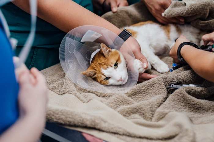 Sedation in veterinary patients in-hospital is